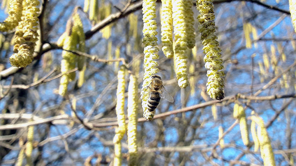 Pszczoła zbierająca pyłek z kotków leszczyny