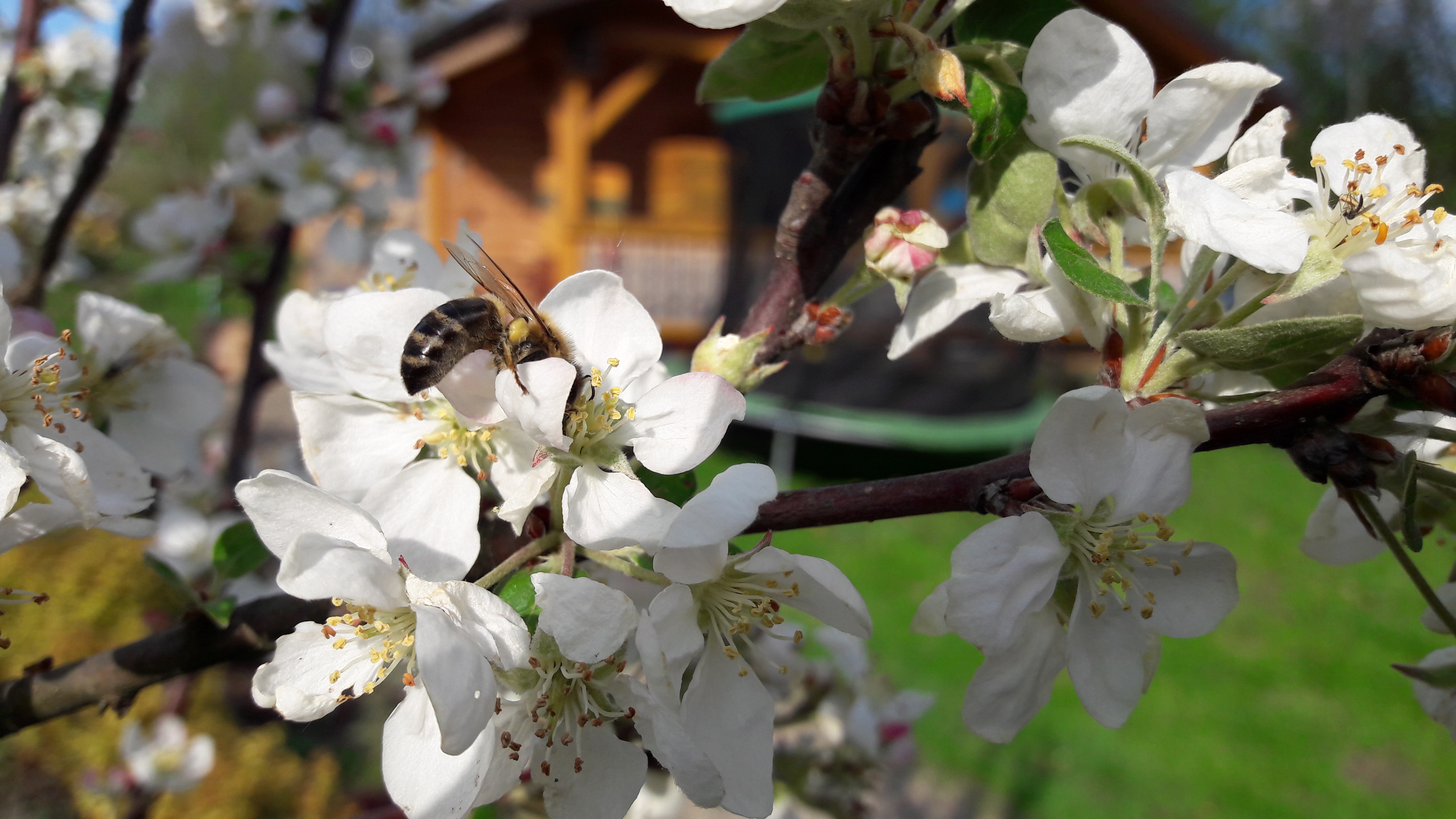 Pszczoła na kwiecie jabłoni