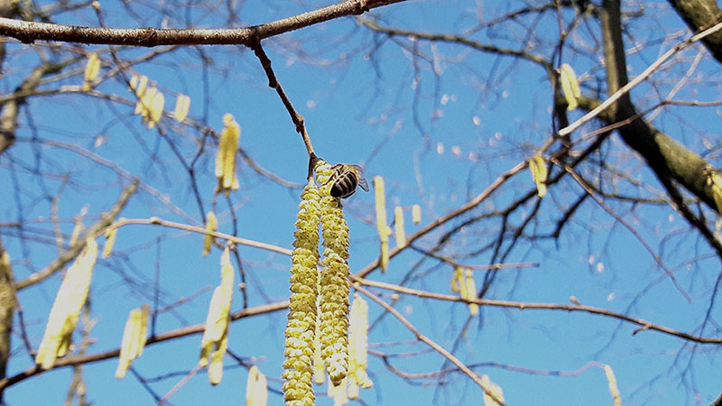 Pszczoła zbierająca pyłek z kotków leszczyny