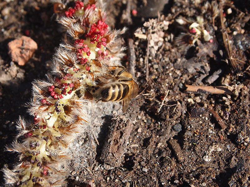 Pszczoła zbierająca pyłek z kwiatu topoli osiki
