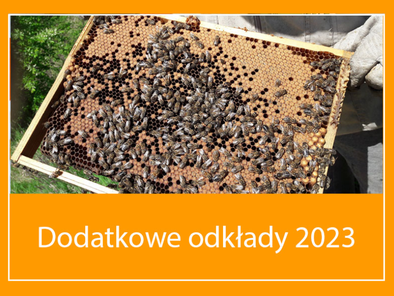 Ramka z pszczołami i napis Dodatkowe odkłady 2023