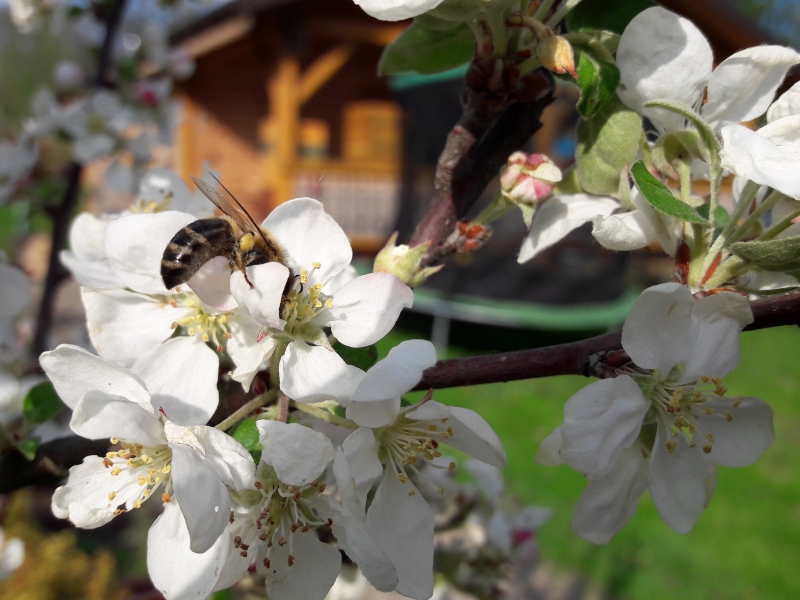 Pszczoła na kwiecie jabłoni