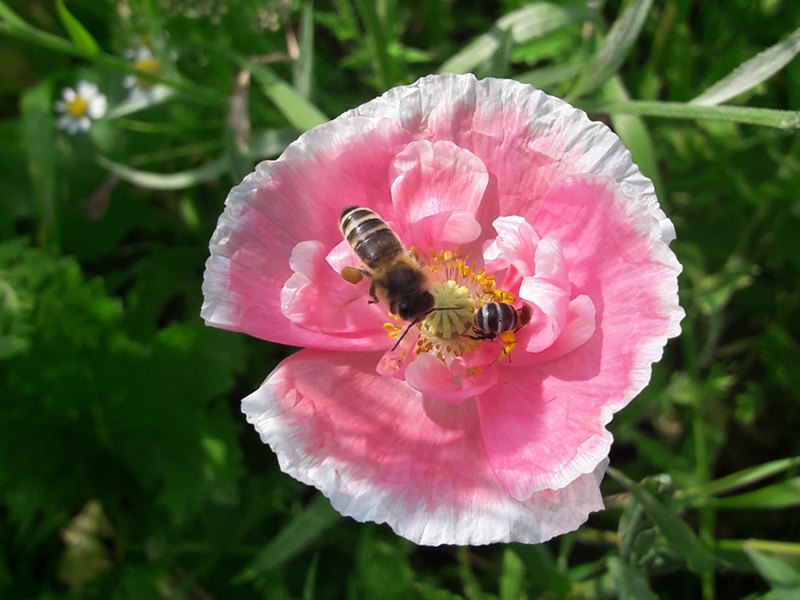 Pszczoły na maku