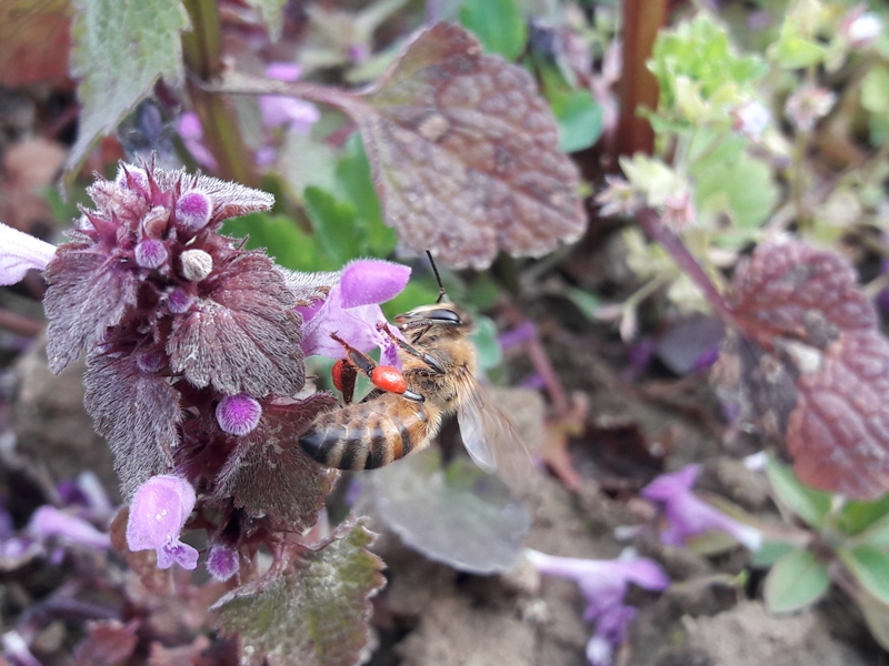 Pszczoła na kwiatach jasnoty purpurowej