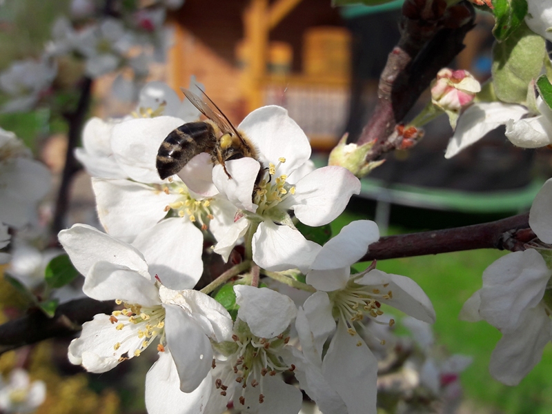 Pszczoła zagłębiona w kwiecie jabłoni