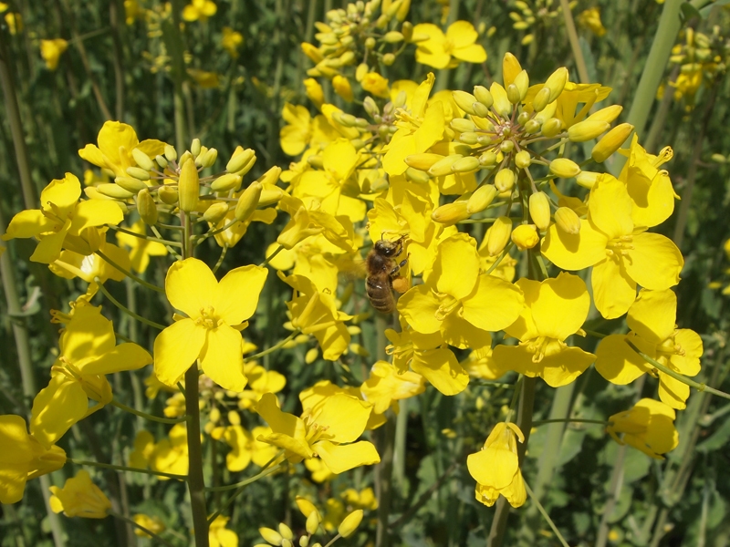 Pszczoła siedząca na kwiatach rzepaku